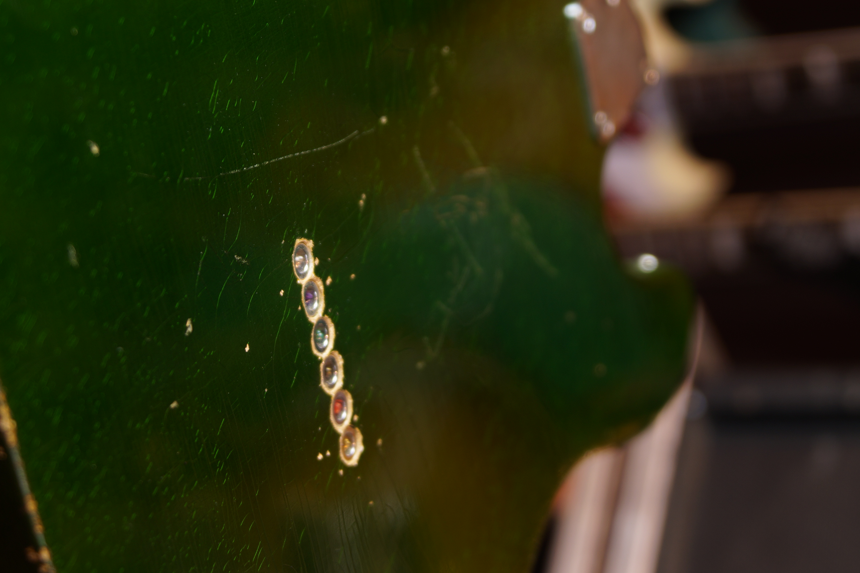 Atkin Electric The Boosh Inverness green aged